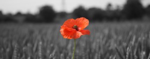 poppy_in_wheat_field_1170x461